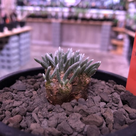 avonia   alstoni 《M size》※愛くるしさ柔らかさを感じる堪らない冬の人気者‼︎※ mad black pot植え　※限定1株