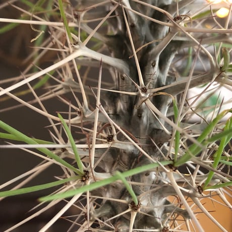 didierea  madagascariensis《大きめM size》※希少種‼︎※現地球株発根済※シルバーの棘に覆われたワイルドさと凛と涼しげに垂れ下がる葉が魅力※black  pot植え
