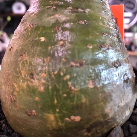 packypodium  gracilius《大きめM size》希少green肌※現地球発根済株※極球体樹形な美株の上、何より肌カラーも堪らないリトモン渾身の一株‼︎※mad black pot植え