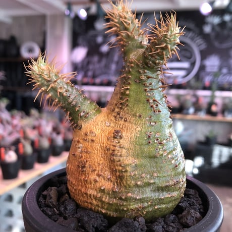 packypodium  gracilius《大きめS size》驚愕‼︎激希少株※現地球発根済株※左半面くっきりgreen肌＆右半面all現地焼け肌のヤバ過ぎる一株※mad black pot植え