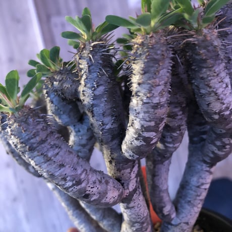 euphorbia    guillauminiana《L  size》明るいライトシルバー肌のbalance良き美株‼︎