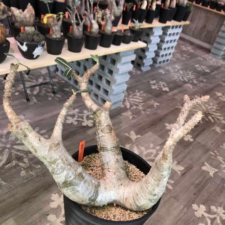 packypodium  cactipes《L L  size》※現地球発根済株‼︎※驚愕価格‼️※大変bigなカクチペス‼︎