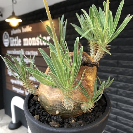pachypodium gracilius《L size》※現地球株発根済（店主所有株）※360度現地焼け表皮&360度胴吹き枝を持つ唯一無二過ぎる渾身の一株※mad black bowl pot植え