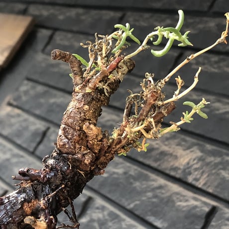 mestoklema tuberosum《L  size》※現地球発根後店主国内管理4年株※より赤肌強き個体となり味深き表皮が堪らなく冬季も動く唯一無二な希少灌木※mad black pot植え