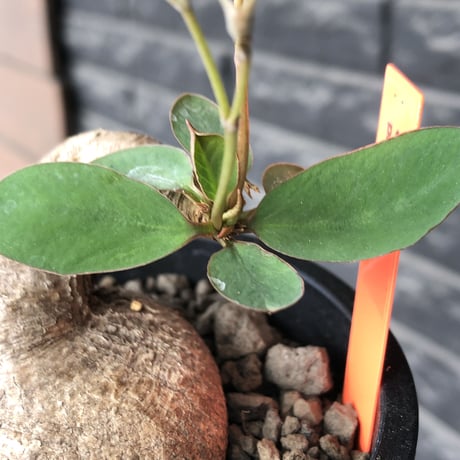 euphorbia primulifolia《大きめM size》※現地球発根後店主国内管理4年株※ぼってり樹形に絶妙balanceのウネリ枝が堪らない一株※mad black pot植え