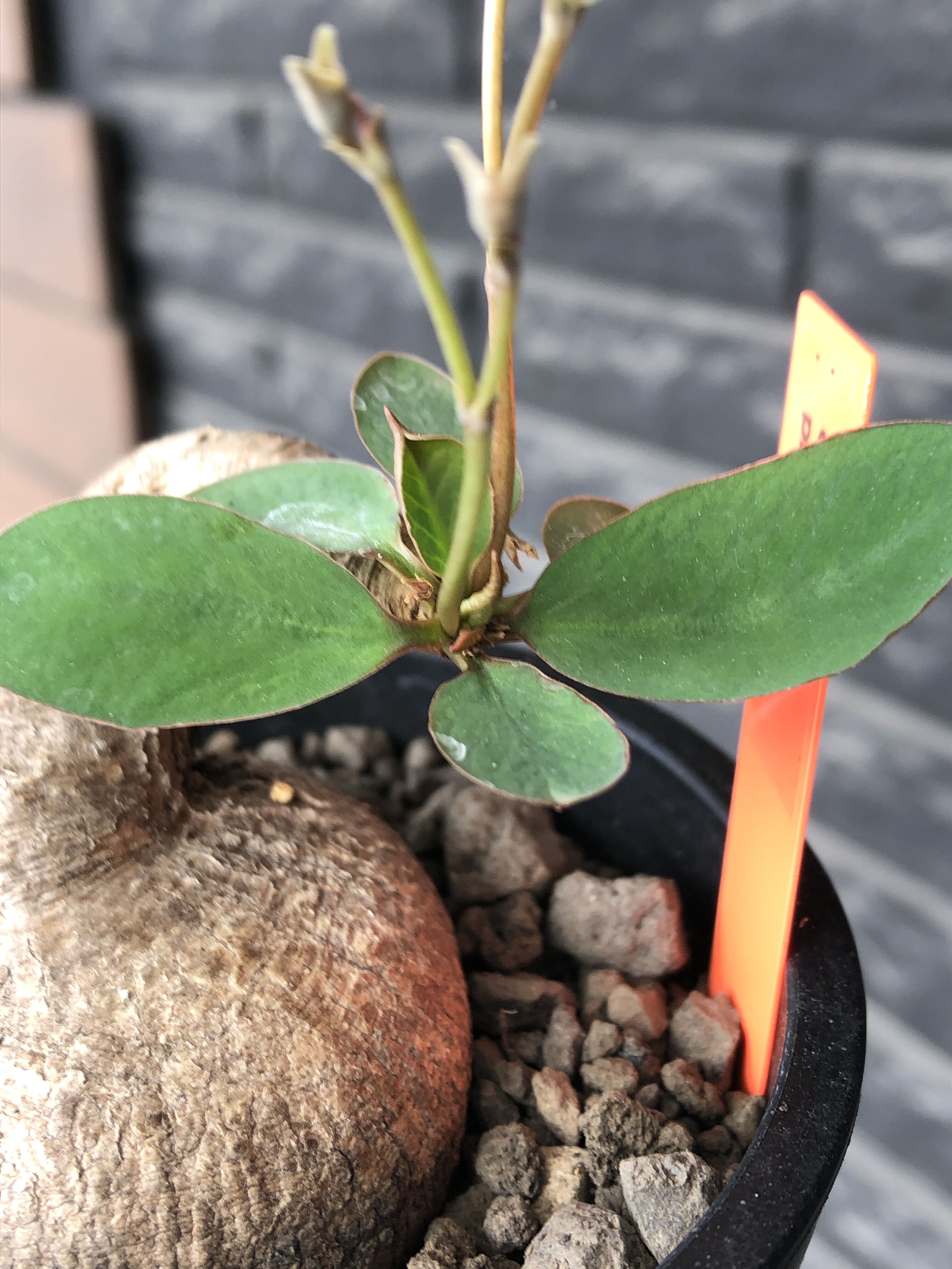 euphorbia primulifolia《大きめM size》※現地球発根後店主国内管理4
