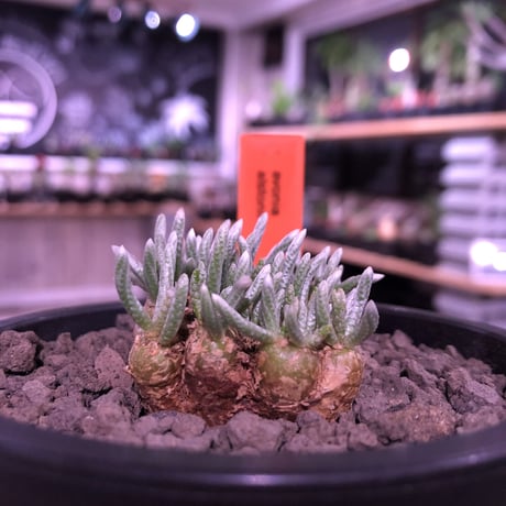 avonia   alstoni 《M size》※愛くるしくて愛くるしくて堪らない冬の人気者‼︎※ mad black pot植え　※限定６株