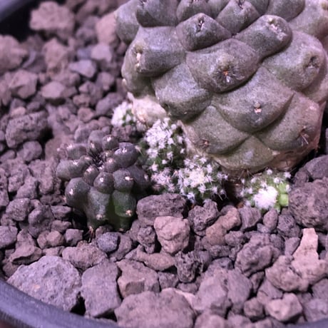 copiapoa   hypogaea《大きめS size》子吹き株※現地球カキ仔自根株※店主国内管理3年株※黒肌に優しい黒棘がwildなヒポガエア※mad black bowl pot植え※No.①