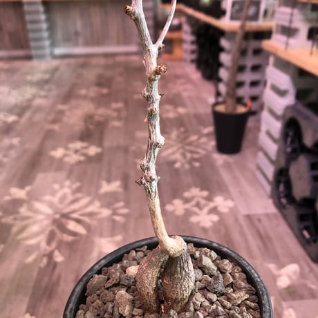 opercullicarya   decaryi  littmon  seed🌱  《4年半株》※大変成長早き良株&良枝振り樹形の選抜株‼︎※mad  black  pot植え
