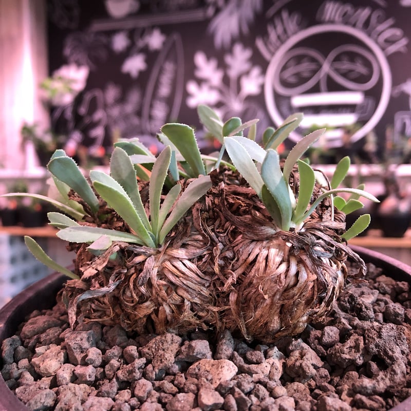 othonna retrorsa《L size》※現地球発根済株※柔らかな🌱葉にぼってり