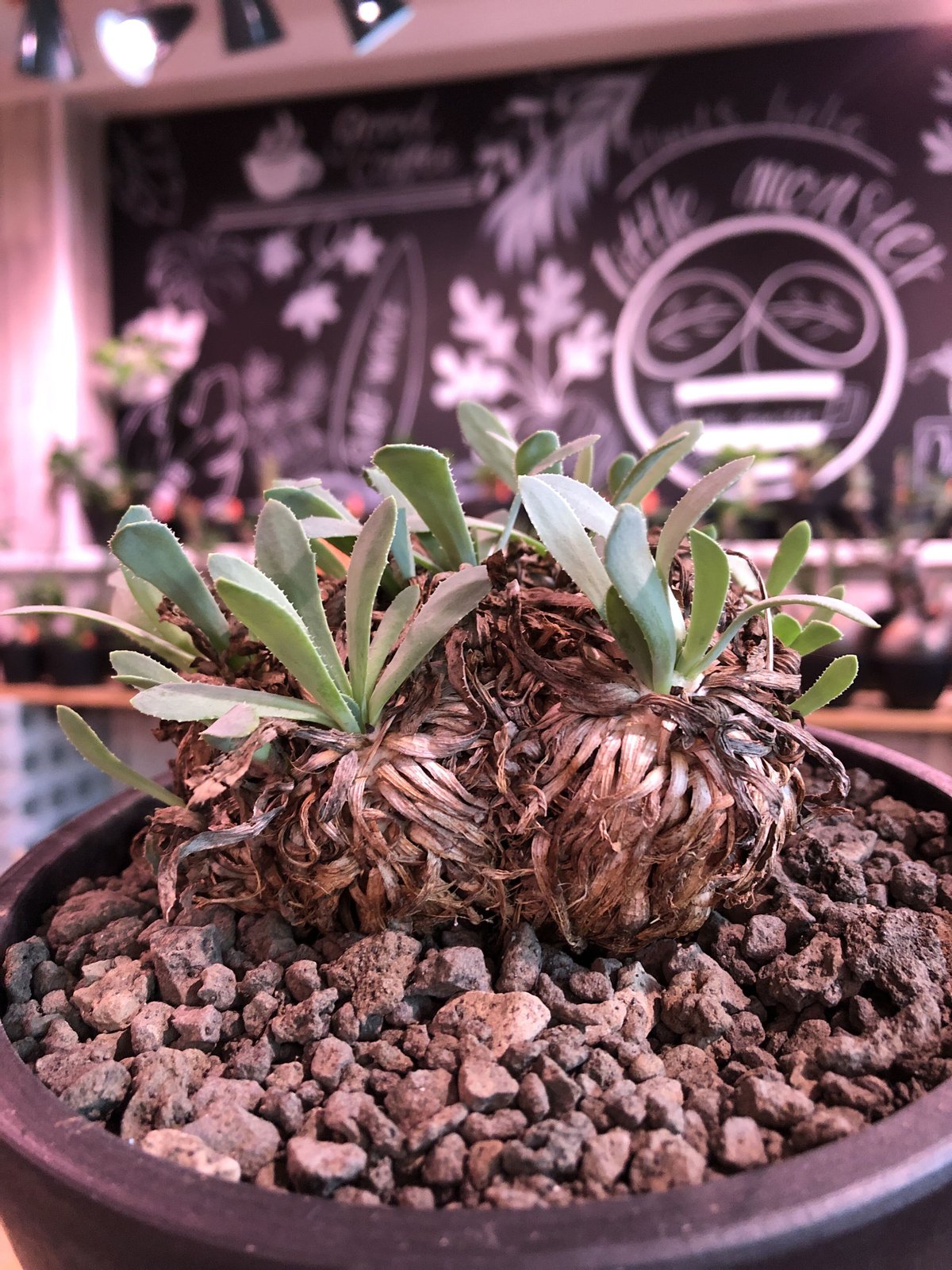 othonna retrorsa《L size》※現地球発根済株※柔らかな🌱葉に othonna retrorsa《L size》※現地球発根済株※柔らかな🌱葉に