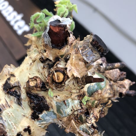 commiphora  holtziana《LL size》※現地球発根後店主国内管理3年株※weight低め且つ極太幹も味深くカッコいい一株※mad black bowl pot植え