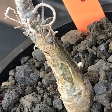 sesamothamnus rivae《大きめS size》※現地球株発根済※小振り現地球株は逆に珍しく小さくても味深さ強き表皮のメクれが堪らない一株※mad black pot植え