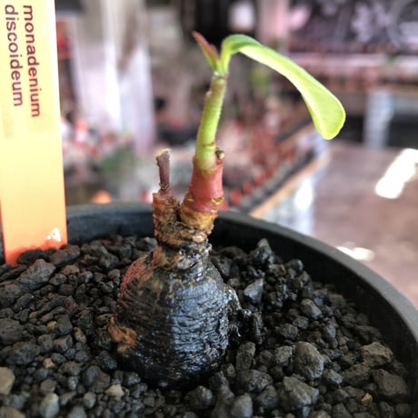 monadenium discoideum《M size 》※現地球発根後店主国内管理2年株※激希少種‼︎ツルツルブラック肌&葉とのcontrastも美しすぎる一株※mad black pot植え