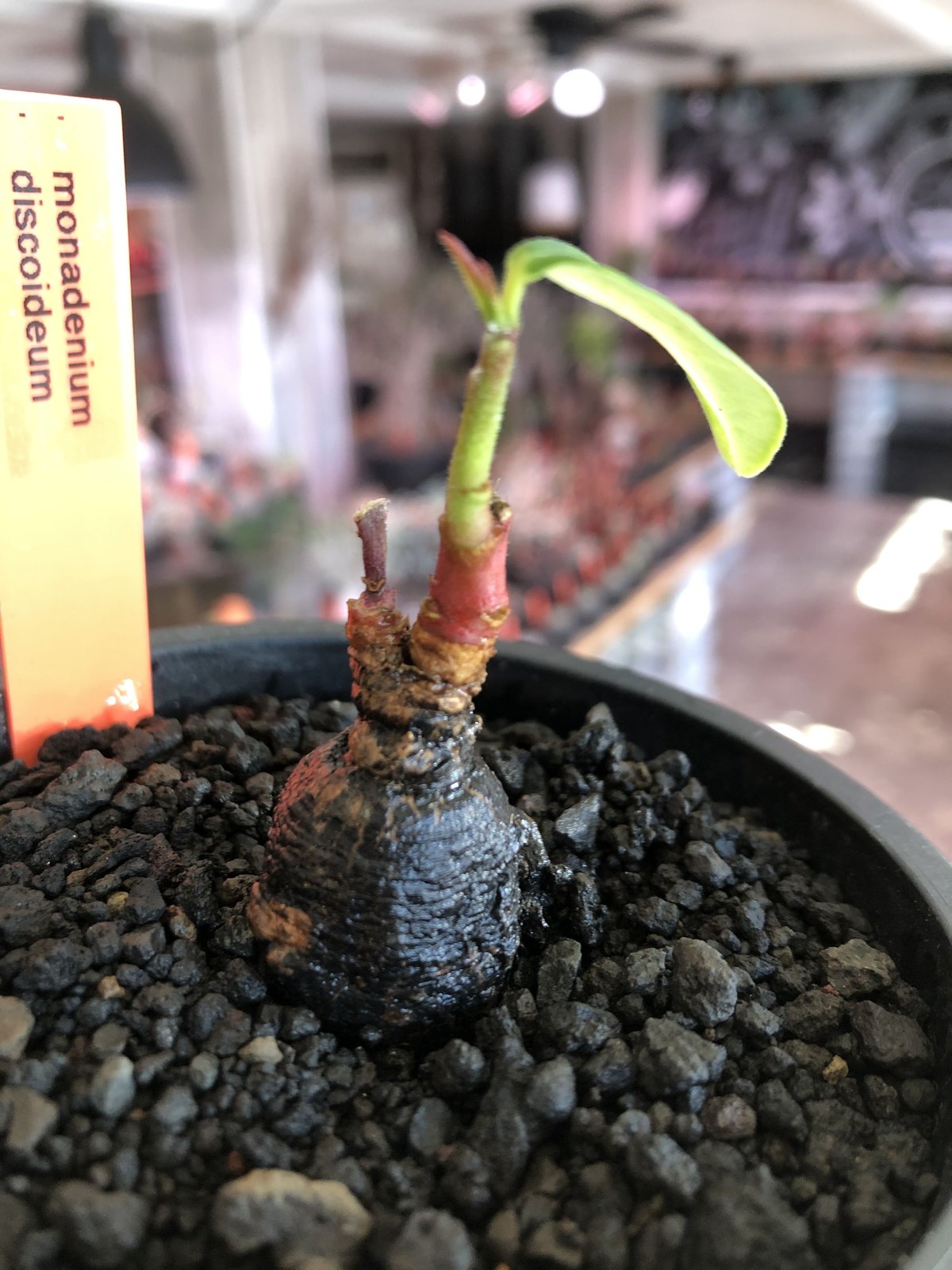 monadenium discoideum《M size 》※現地球発根後店主国内管理2年株※...