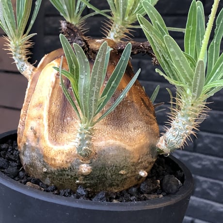 pachypodium gracilius《L size》※現地球株発根済（店主所有株）※360度現地焼け表皮&360度胴吹き枝を持つ唯一無二過ぎる渾身の一株※mad black bowl pot植え
