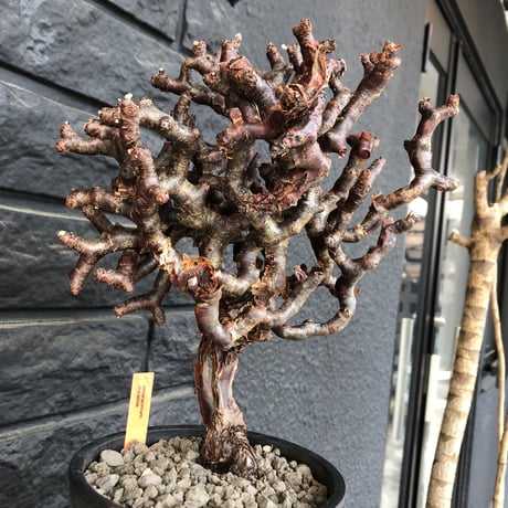 pelargonium  mirabile《L L size》※国内7年  店主管理株  幹上がり仕立てのpremiumミラビレ🌱  ※mad black pot植え