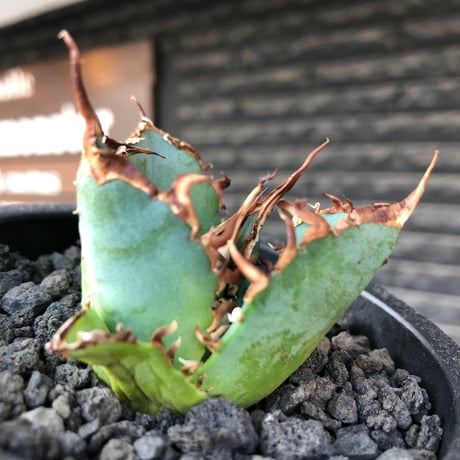 agave titanota  白鯨陽炎type《S size》※現地球株発根済 ①※唸り良き鋸歯に幅広肉厚タイプ※black pot植え