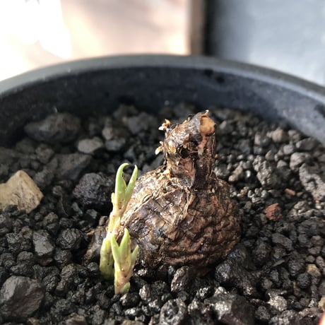 cyphostemma adenocaule《 M size》※現地球発根後店主国内管理3年株※希少種‼︎小振りでも黒味が強く味深き表皮を持つ一株※mad black pot植え