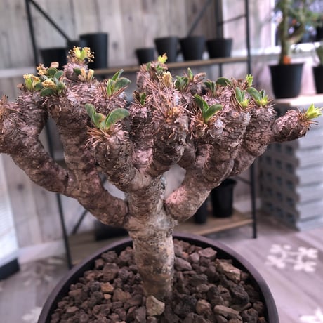 euphorbia     gullaumniana《M size》
