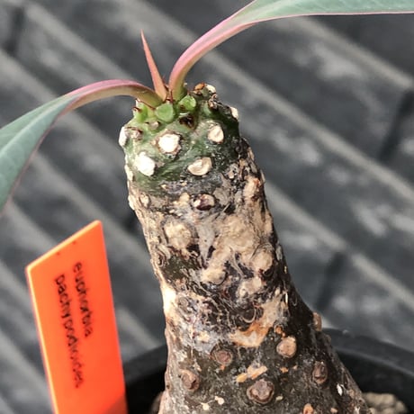 euphorbia  pachypodioides《M size 》※現地球発根後店主国内管理3年株※ボコボコ肌にcompactな良樹形‼︎人気者な一株※mad black pot植え