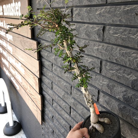operculicarya decaryi littmon seed🌱  《11年株》※極太選抜株※長きに渡り育て幹のボコボコも強きパワータンクも厳つい一株※mad black pot植え