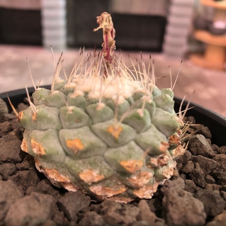 strombocactus 菊水《M size》※現地球発根済株※実生菊水でなく、希少現地球株の上、更に大きく成長するtypeの菊水‼︎※mad black bowl pot植え