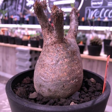 packypodium  gracilius 美株 《M size》  現地球  発根済み株   mad black pot植え（限定①株）