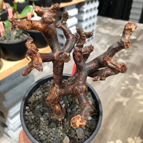 pelargonium  mirabile《M size》※現地球株発根済※コンパクトに纏まった枝振り良き幹上がり仕立ての人気者‼︎※black pot植え