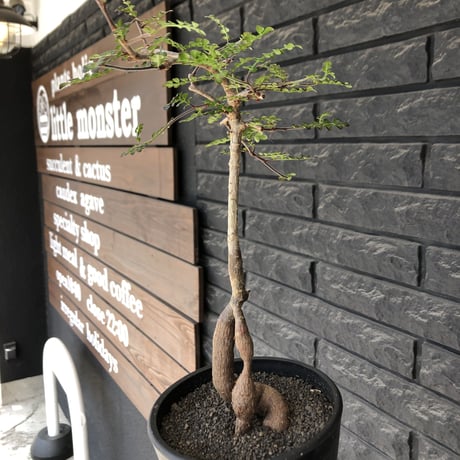 operculicarya decaryi littmon seed🌱 《5年株》※成長早く例年変化を感じ育てられる上、weight低く作り込んだ上品仕立て選抜株※mad black pot植え