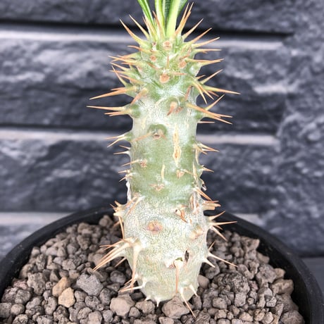 pachypodium  ambongense  littmon seed🌱《M size》希少種※実生でも流通少なき将来有望株‼︎激オススメ株※mad black pot植え