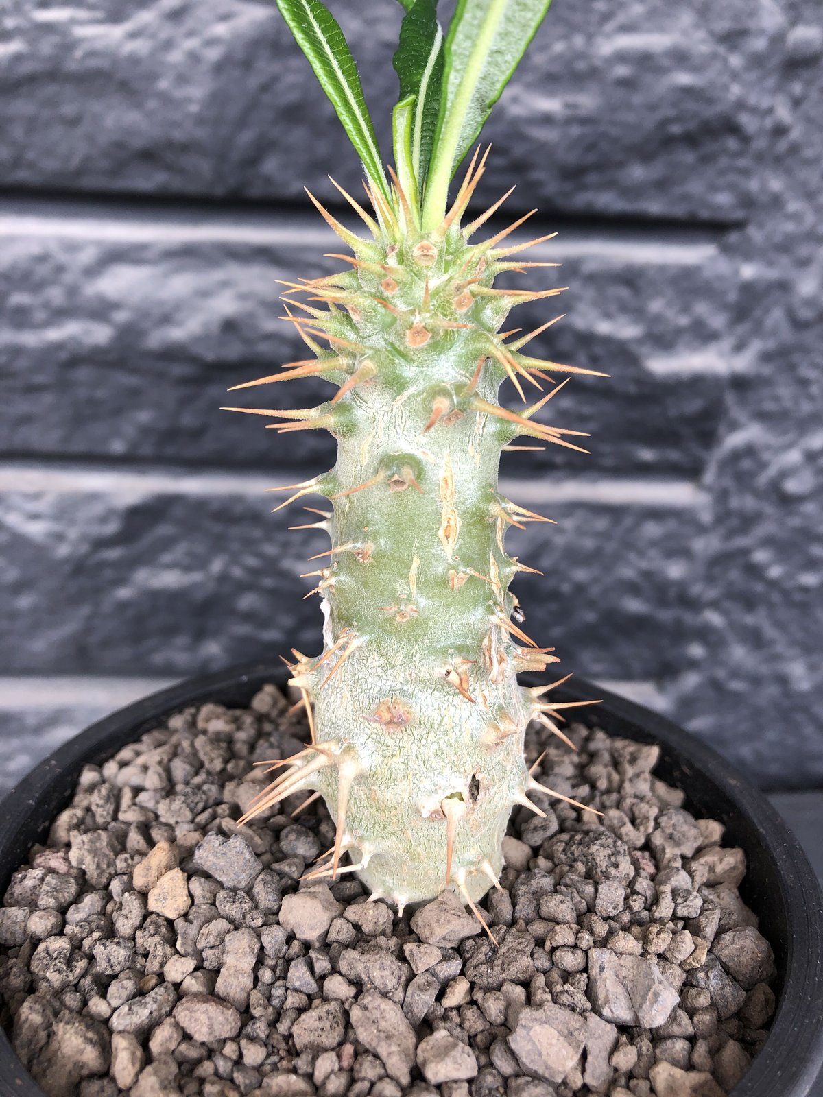 pachypodium ambongense littmon seed🌱《M size》希 pachypodium ambongense littmon seed🌱《M size》希