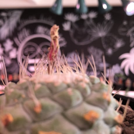 strombocactus 菊水《M size》※現地球発根済株※実生菊水でなく、希少現地球株の上、更に大きく成長するtypeの菊水‼︎※mad black bowl pot植え