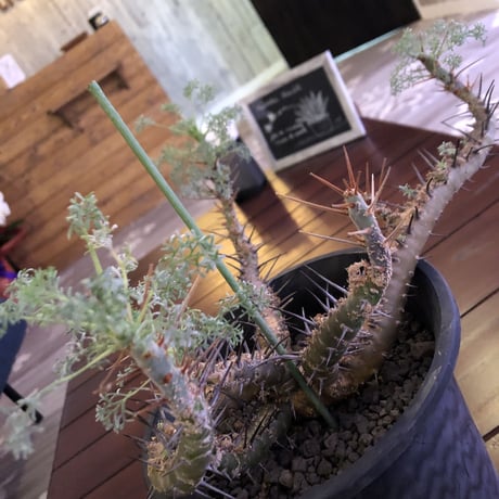sarcocaulon  herrei《 L L size》