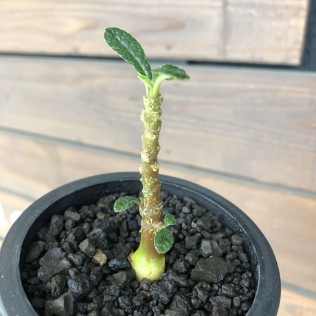 希少‼︎ dorstenia   gigas《大きめS size》littmon  seed🌱（実生株）※今季成長&枝振りに期待できる将来有望人気者ギガス※mad black pot植え