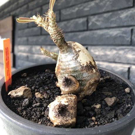 pachypodium gracilius《M size》現地焼け肌&4-he'd株※現地球発根後店主国内管理3年株※まさに🥚卵のかの如く‼️渾身の一株※mad black bowl pot植え