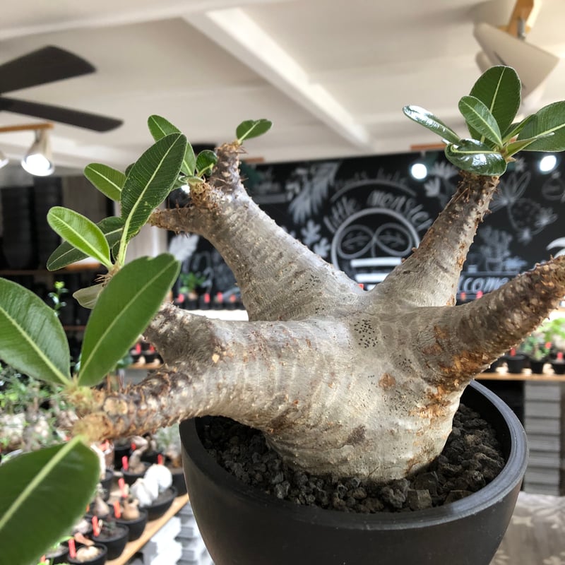 pachypodium enigmaticum《L size》※現地球株発根済※ワイルドな極太