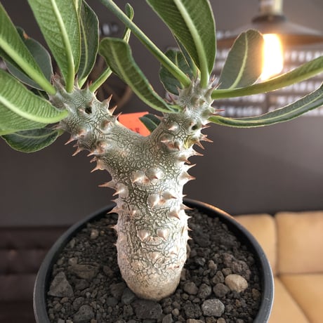 pachypodium tackyi《M size》希少種※littmon seed 4年株※白く美しくちぢれ葉が堪らなくかわいすぎる一株※mad black bowl pot植え