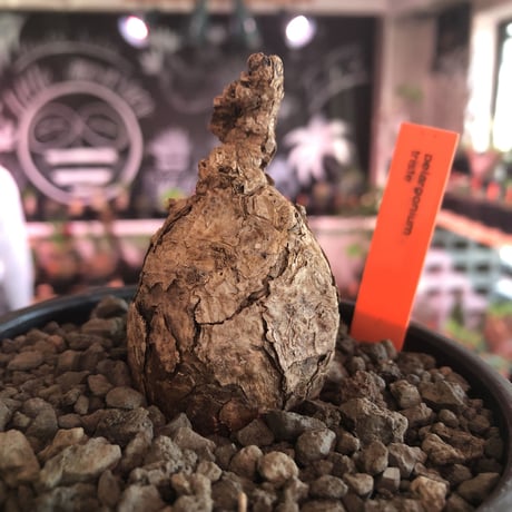 pelargonium triste《小さめM size》※現地球発根済株※店主国内管理2年株※大変まん丸な球体樹形な選抜激オススメな一株※mad black bowl pot植え