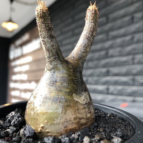 pachypodium gracilius《小さめS size》一部green肌株※現地球発根後店主国内管理2年株※小振りで丸々としたかわいいグラキ※mad black pot植え