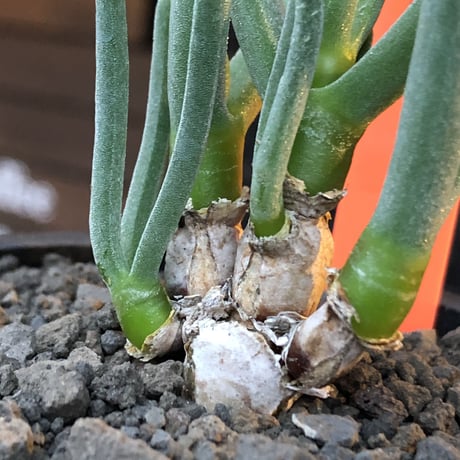 monilaria pisiformis《S size》※現地球発根後店主国内管理2年株※モニラリア属（激希少最上位種）冬型caudex※mad black pot植え