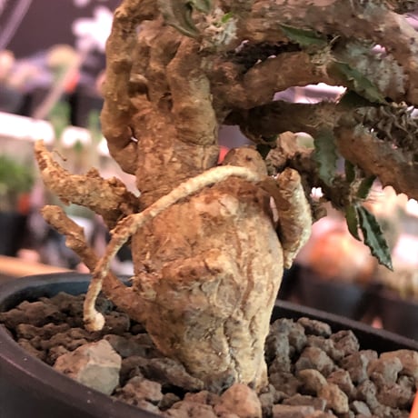 euphorbia tulearensis《大きめM size》※大きめの塊根を持つ希少性高きユーフォルビアの上、全体balanceも良き将来有望株‼︎※mad black pot植え