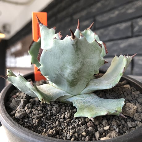 agave  isthmensis《M size》※現地球発根後店主国内管理2年株※weight低く締まり纏まり良き良バランス※mad black pot植え