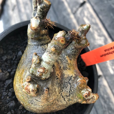 pachypodium gracilius《M size》偏平&短枝良枝振り株※現地球発根後店主国内管理2年株※極めて低重心偏平且つ枝振りも良き一株※mad black pot植え