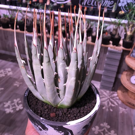 agave    utaensis  var, eborispina《L L size》※驚愕極美株※抜群にwild且つ美しいエボリスピナ‼︎※mad black marble bowl pot植え