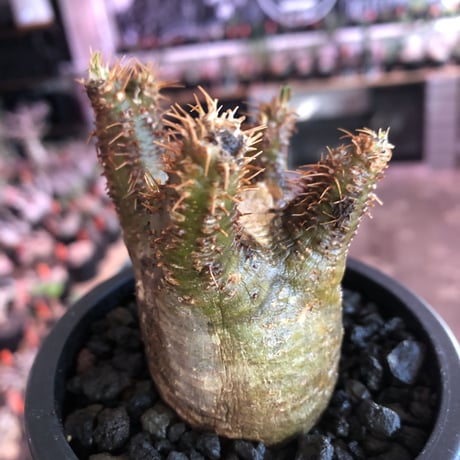 pachypodium  gracilius《S size》※現地球発根済株※店主国内管理2年株※短枝weight低きバランス良き一株‼︎※mad black pot植え
