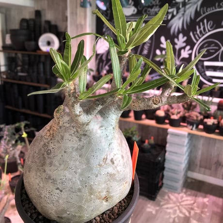 packypodium  gracilius《L size》big球体+美肌株※現地球発根済株※店主国内管理3年株※大変大きく肌質美しくbalanceも最高株※mad black bowl pot植え