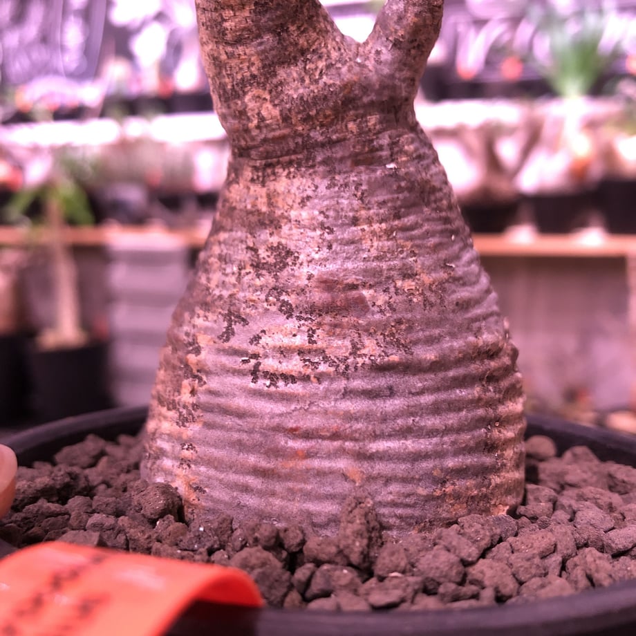 5e775ce9e20b040d4356617a