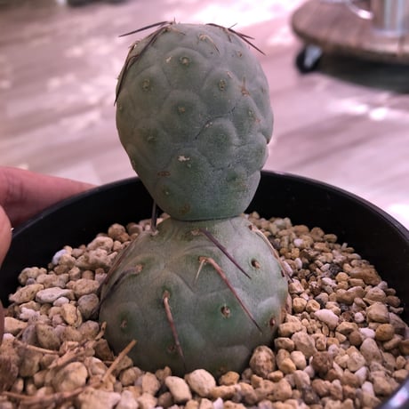 tephrocactus   geometricus《M size》
