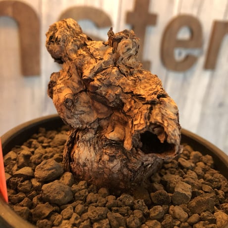 pelargonium triste《L size》※現地球発根済株※かなり大きくぼってり樹形の選抜株‼︎激オススメ株※mad black bowl pot植え